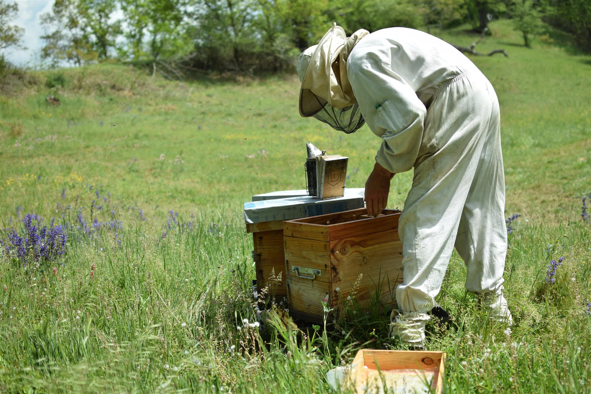 Notre apiculteur local : PATRICE VUE