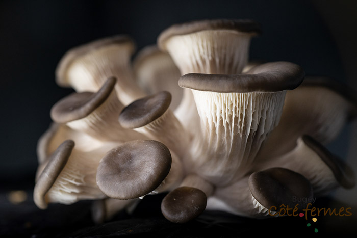 Les Champignons de la Cascade Les Champignons de la Cascade