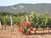Domaine Jean-Christophe Pellerin
